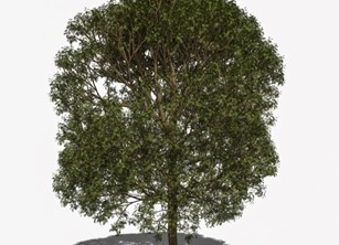 Une image contenant arbre, extérieur, planteDescription générée automatiquement
