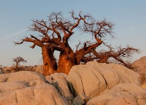 baobab