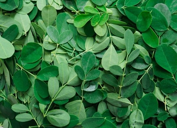 Moringa