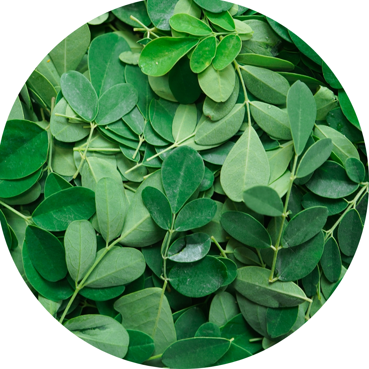 Huile de moringa