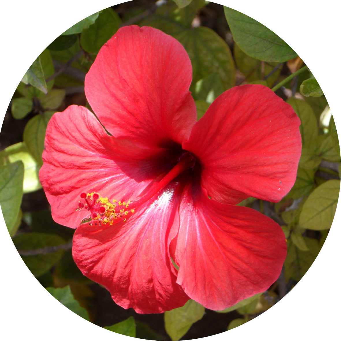 Huile d'hibiscus