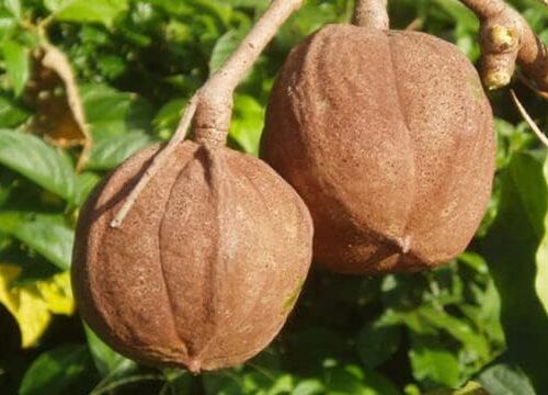 L’Huile de Touloucouna : Un Trésor Naturel pour la Beauté et la Santé