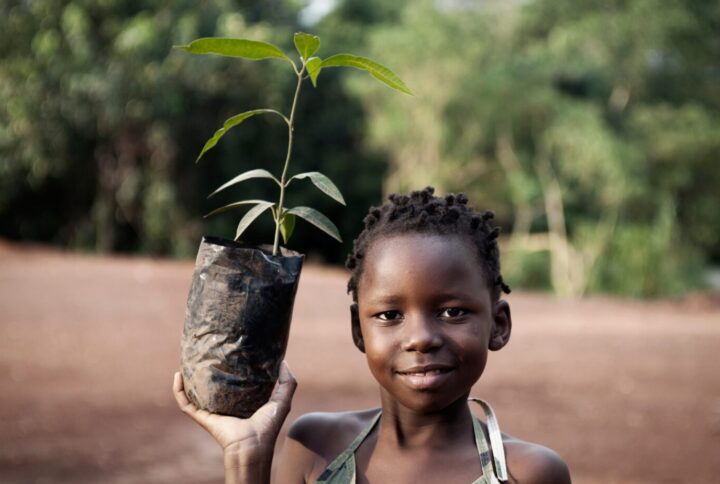 Plantes africaines